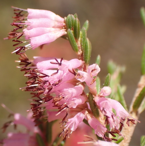 Over Heath (Erica uberiflora)