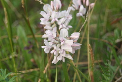 Oxytropis sordida