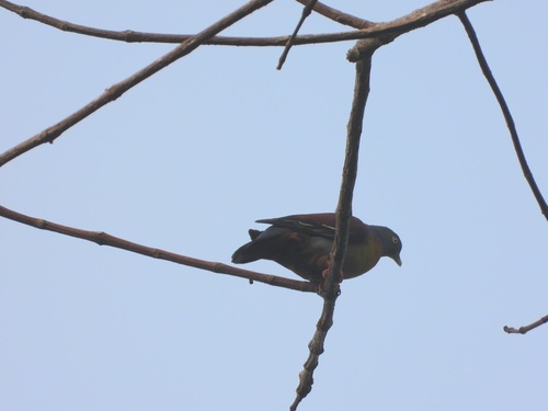 Little Green Pigeon (Treron olax), photo 5