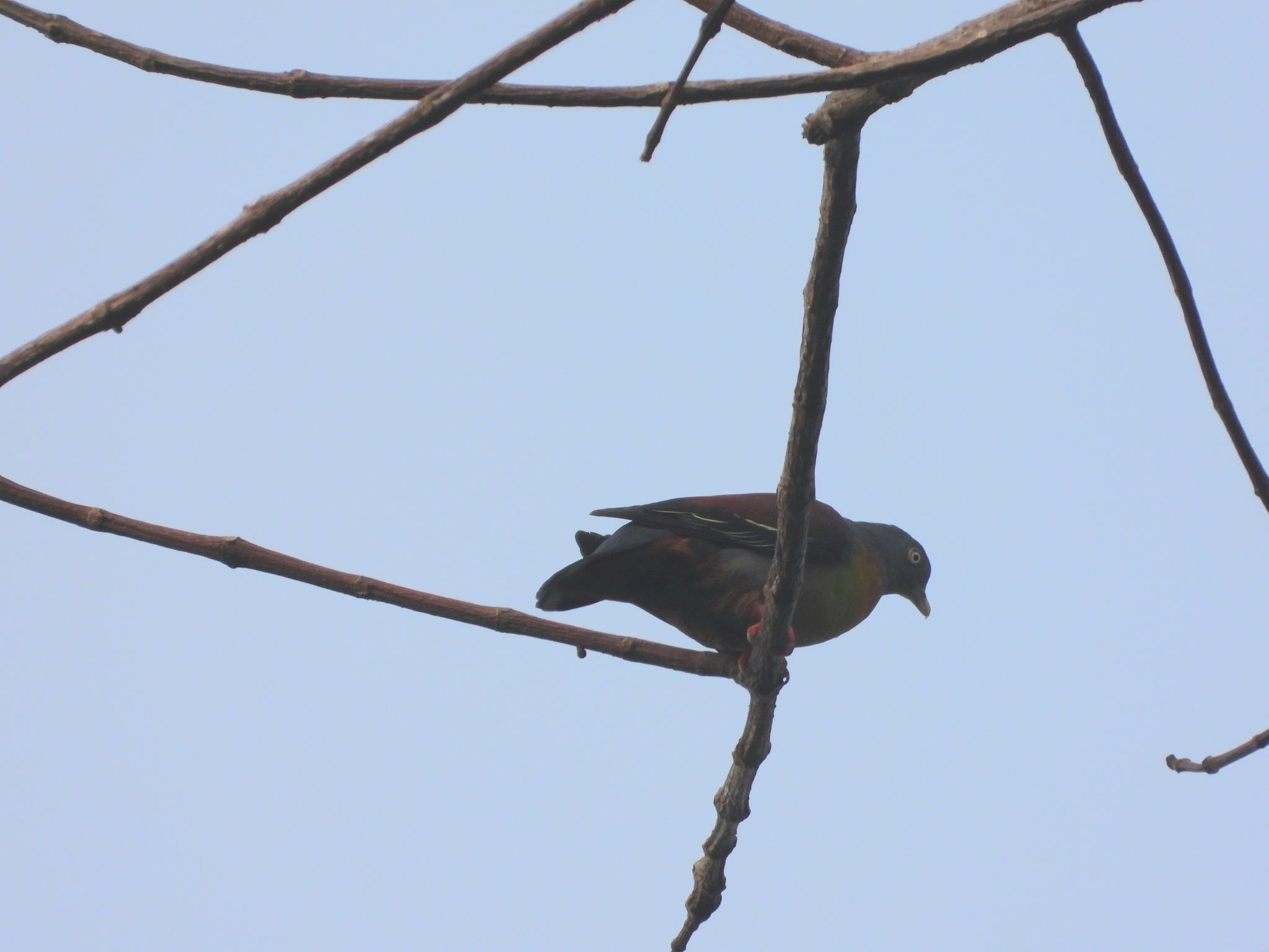 Little Green Pigeon (Treron olax), photo 3