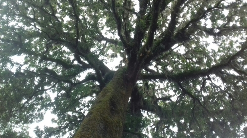 Image of Quercus germana by (c) Juan Carlos Pérez Magaña, some rights reserved (CC BY-SA)