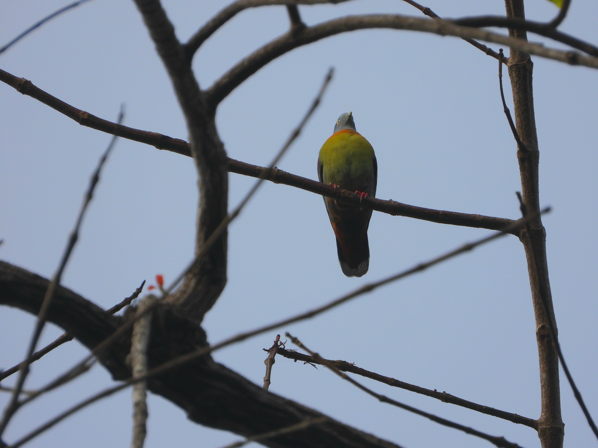 Little Green Pigeon (Treron olax), photo 8