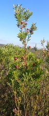 Leucadendron conicum, photograph (c) Nicola van Berkel, some rights reserved (CC BY-SA)