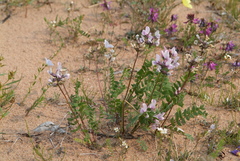 Oxytropis sordida