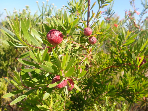Garden Route Conebush (Leucadendron conicum)