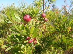 Leucadendron conicum, photograph (c) Nicola van Berkel, some rights reserved (CC BY-SA)