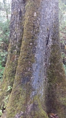 Quercus germana