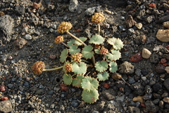 Pozoa