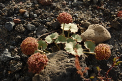 Pozoa