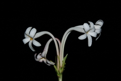 Polianthes longiflora