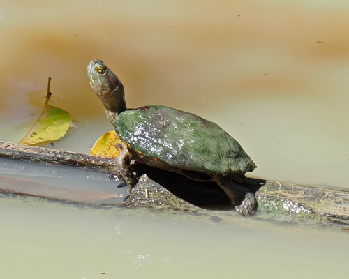 Trachemys stejnegeri