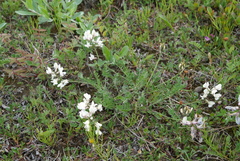 Oxytropis sordida