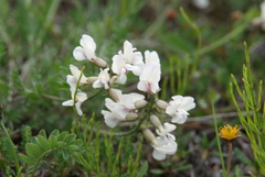 Oxytropis sordida