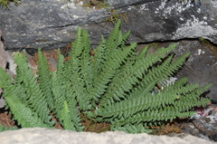 Polystichum plicatum
