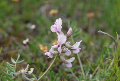 Oxytropis sordida