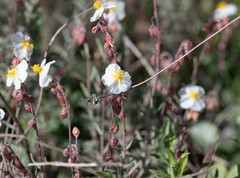 Helianthemum violaceum