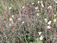 Helianthemum violaceum