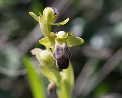 Ophrys fusca