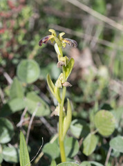 Ophrys fusca