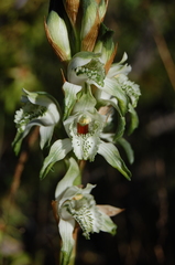 Chloraea piquichen