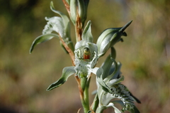 Chloraea piquichen