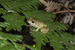 Pristimantis erythropleura
