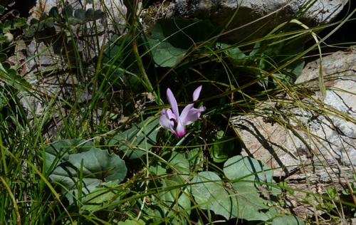 Rhodian Cyclamen (Cyclamen rhodium)