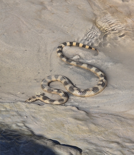 Northwestern Mangrove Sea Snake