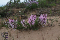 Oxytropis sordida