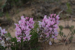 Oxytropis sordida