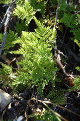 Cheilanthes glauca