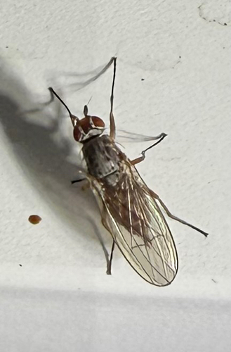 Unknown species found near Roberta Dr, San Mateo, CA, US