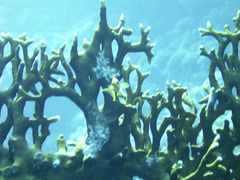 Millepora dichotoma
