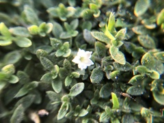 Dentella repens