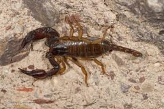 Euscorpius