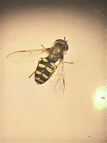 Unknown species found near Arch Airport Rd, Stockton, CA, US