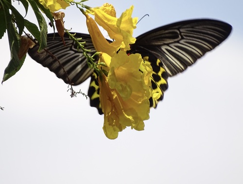 Golden Birdwing