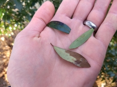 Phytomyza glabricola