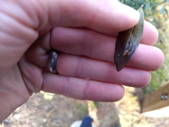 Phytomyza glabricola