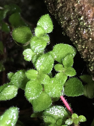 Crassula peculiaris