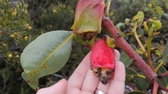 Eucalyptus tetraptera