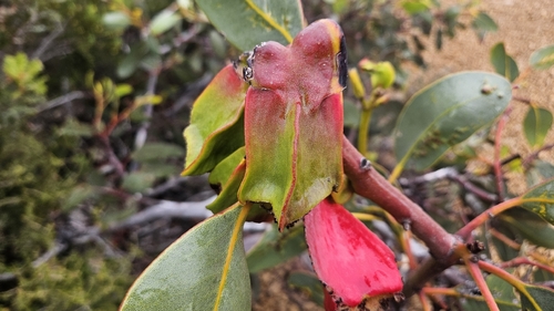 Eucalyptus tetraptera, photograph 1