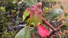 Eucalyptus tetraptera, photograph author not stated, no rights reserved