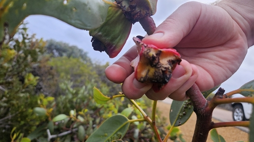 Eucalyptus tetraptera, photograph 2