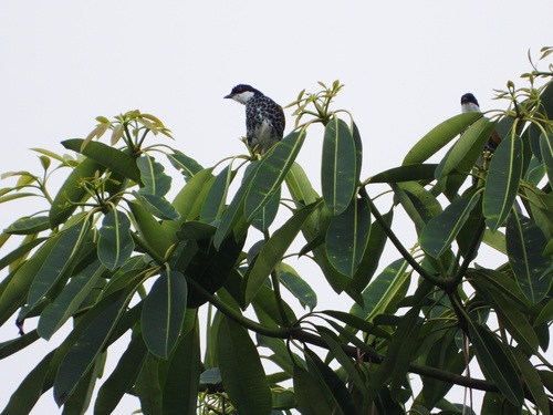 Scaly-breasted Bulbul (Rubigula squamata), photo 8