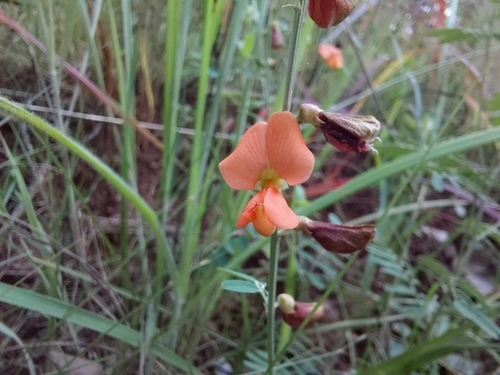 Tephrosia lepida