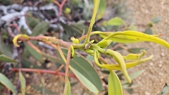 Eucalyptus tetraptera, photograph author not stated, no rights reserved