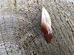 Phytomyza glabricola