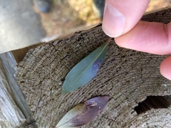 Phytomyza glabricola