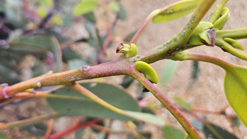 Eucalyptus tetraptera, photograph 4